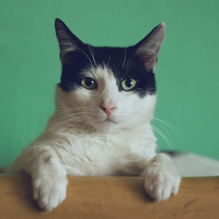 一只趴在竹竿上的可爱小猫